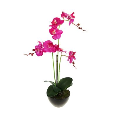 Композиция в горшке 55 см орхидея гигант