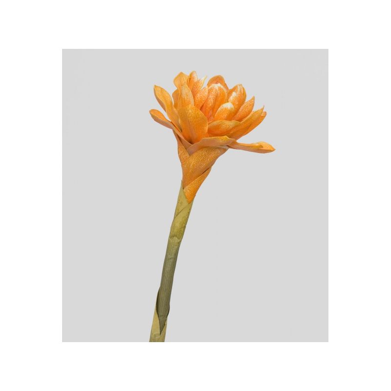 TR 559B Бутон цветка имбиря